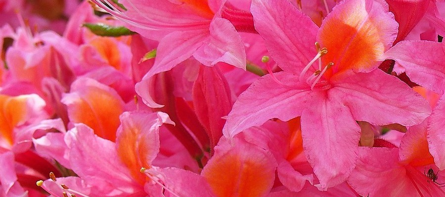 مشتل CZARNECCY أشجار صنوبرية وأشجار نفضية مع رودودندرون
