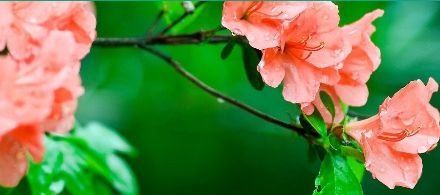 نباتات الفاكهة والزينة في مشتل CZARNECCY