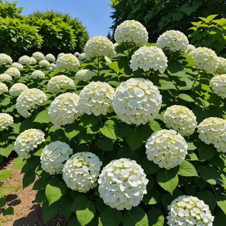 نباتات مشتل Czarneccy - صورة 14