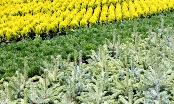 مشتل CZARNECCY منظر عام لنباتات الأشجار الصنوبرية والرودودندرون