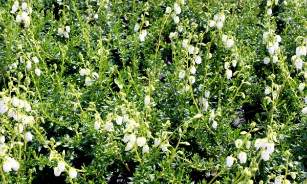 أشجار صنوبرية وشجيرات تشكيلة واسعة إنتاج CZARNECCY