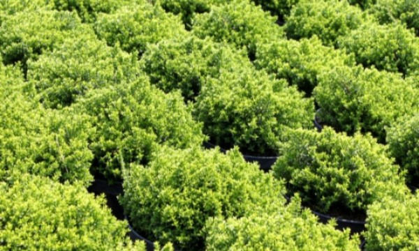 نباتات الحديقة لهندسة المناظر الطبيعية توريدات CZARNECCY